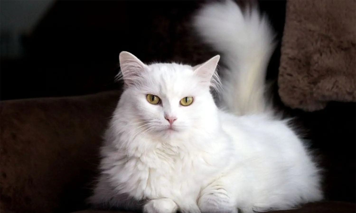 Fakta Menarik Kucing Anggora, Ras Tertua dari Turki