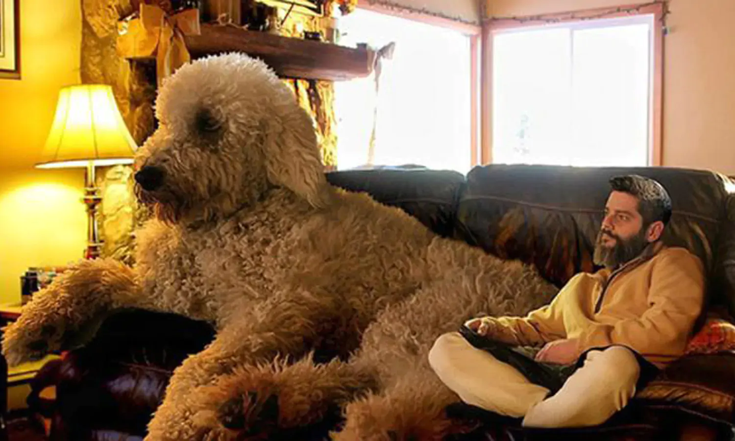 11 Ras Anjing Terbesar di Dunia yang Cocok Dipelihara, Tangguh dan Kuat!