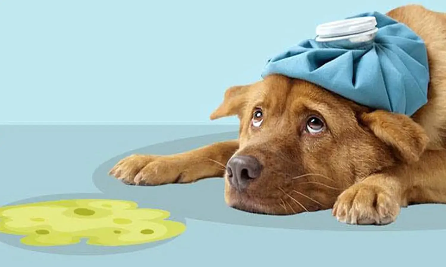 12 Penyebab Kenapa Anjing Muntah Kuning dan Cara Mengobatinya