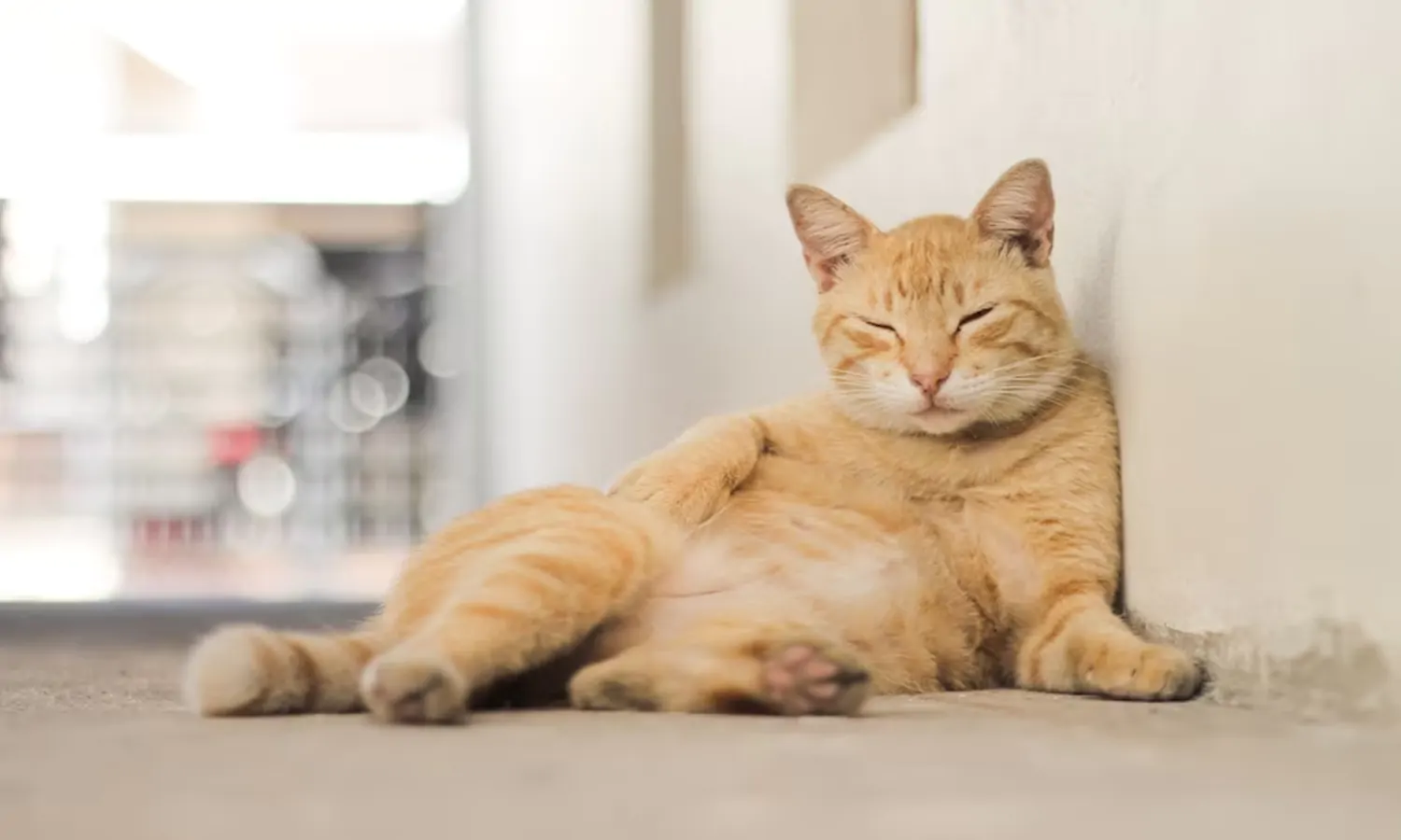 14 Macam Arti Posisi Tidur Kucing yang Wajib Diketahui pemiliknya