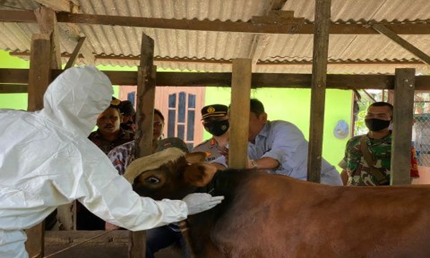 Vaksin PMK Sapi Serentak Dilakukan, Kapolres Langkat Turut Memantau