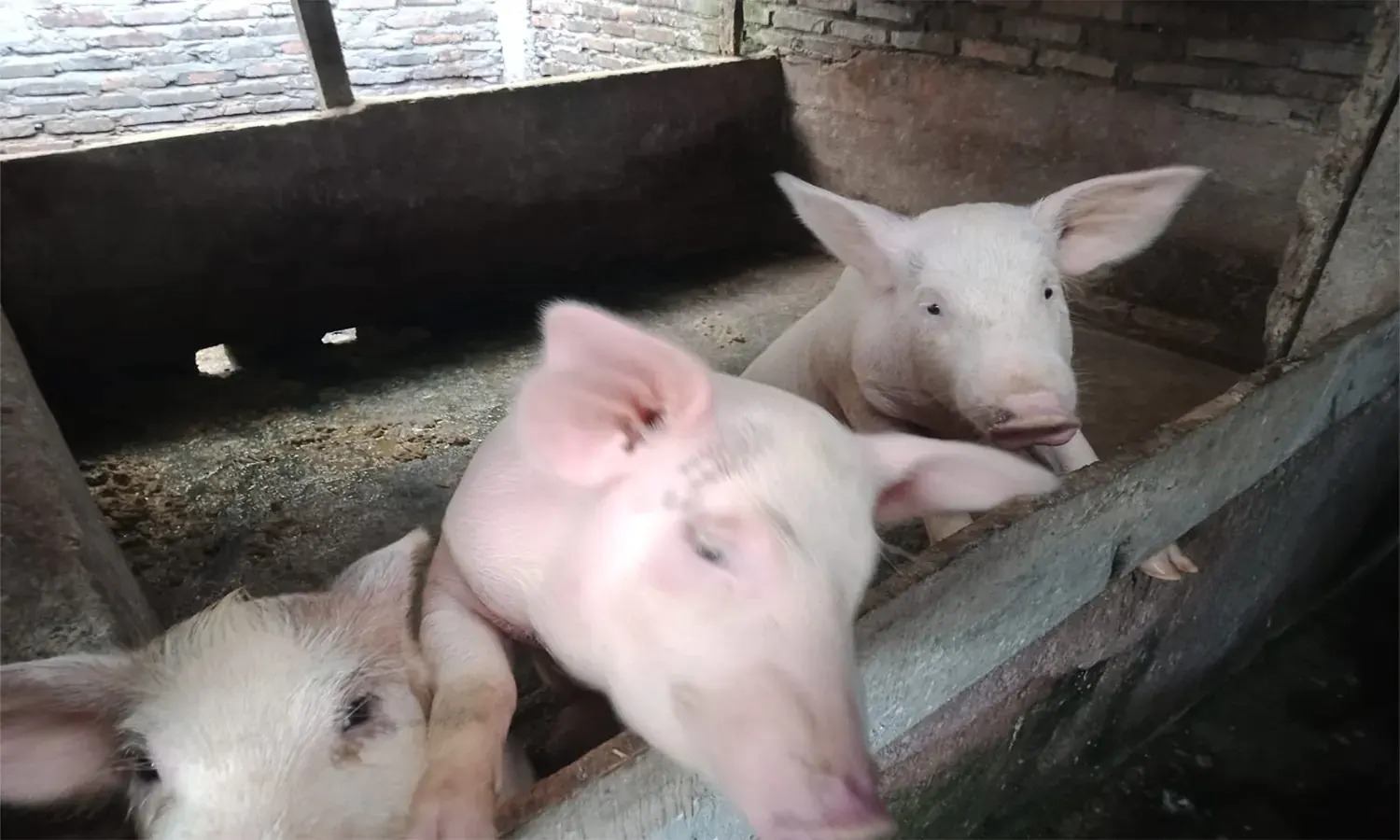 Populasi Babi di Simalungun Tinggal 13 Ribu Ekor