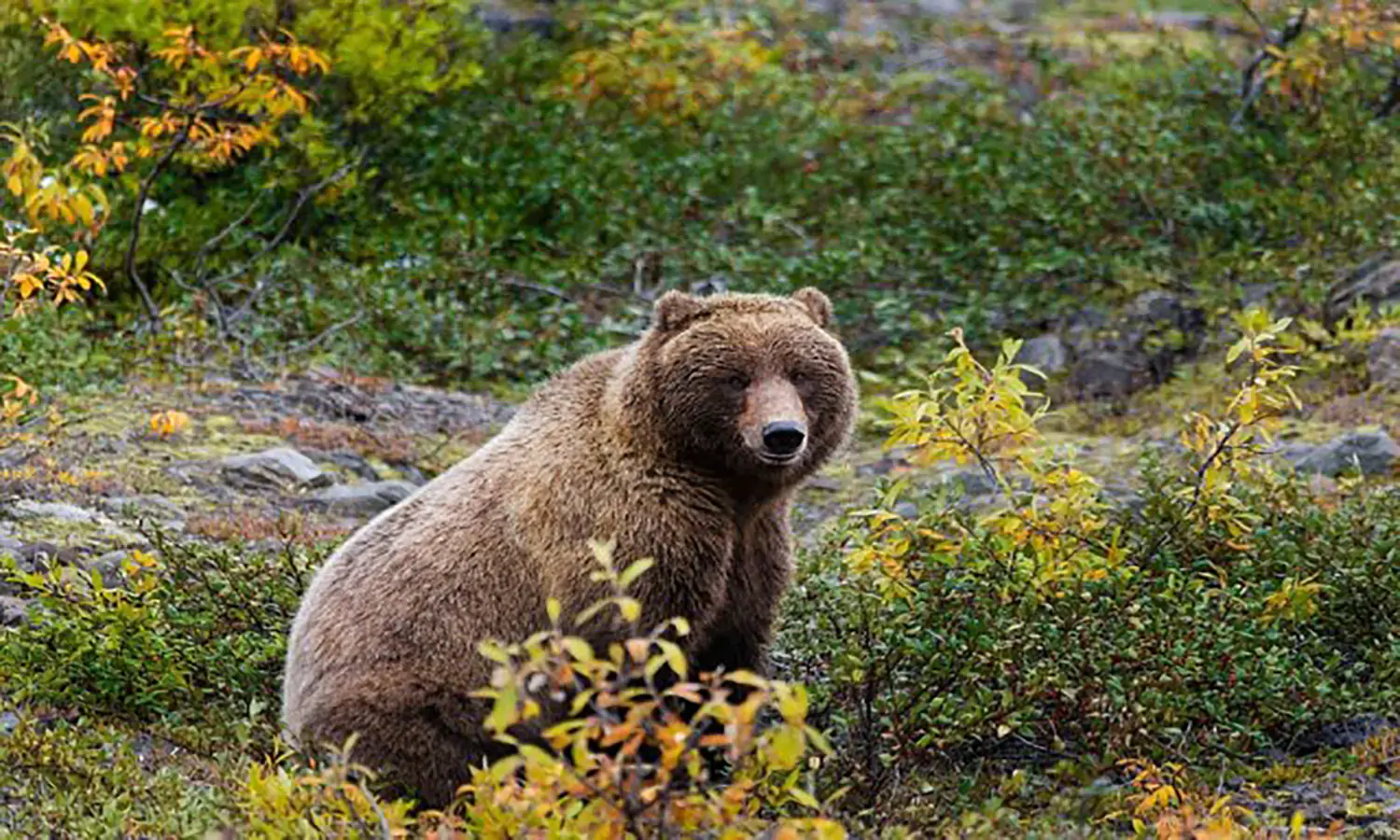 Mengungkap Pesona Beruang Grizzly, Lengkap dengan Habitat dan Fakta Menariknya