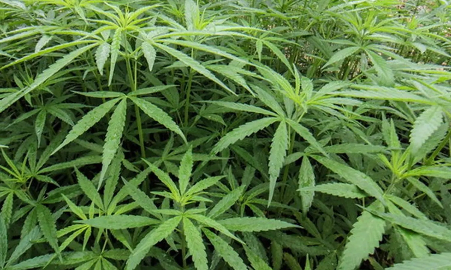 Malta Legalkan Tanam dan Konsumsi Ganja
