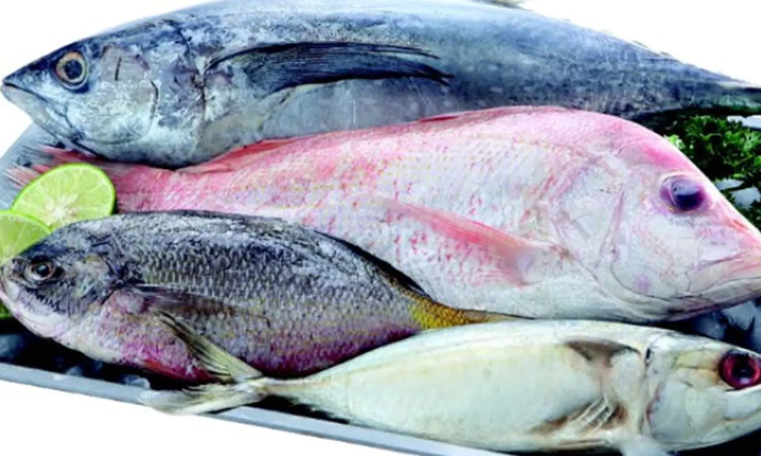 Program Makanan Bergizi: Manfaat Konsumsi Ikan Segar dan Susu Ikan