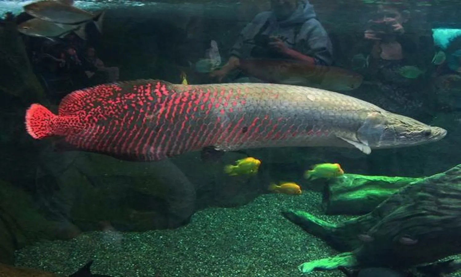 Ikan Arapaima: Reproduksi, Spesies, Fakta Unik, hingga Harganya