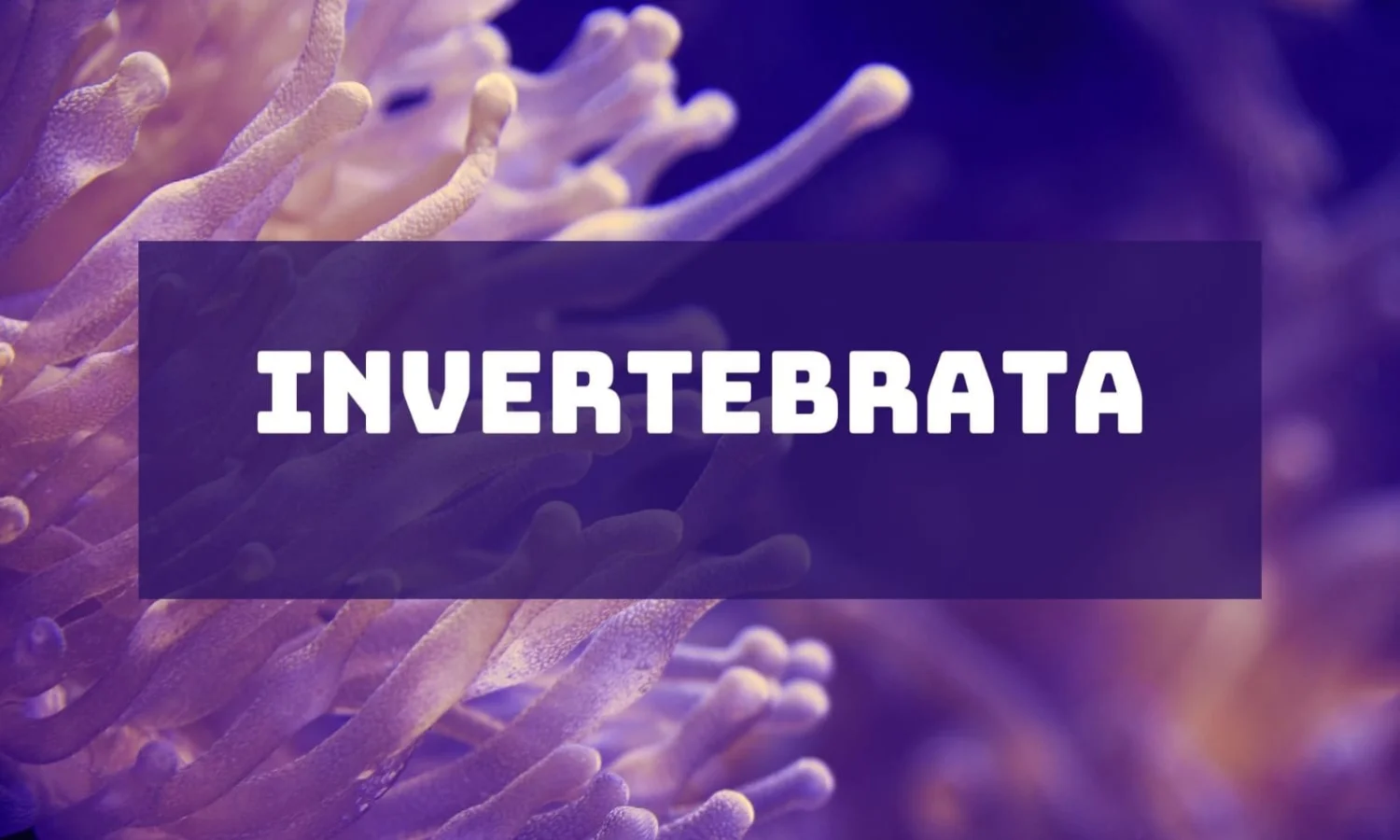 Apa Itu Invertebrata? Berikut Pengertian, Ciri-Ciri, Klasifikasi, Contoh dan Perbedaanya dengan Vertebrata