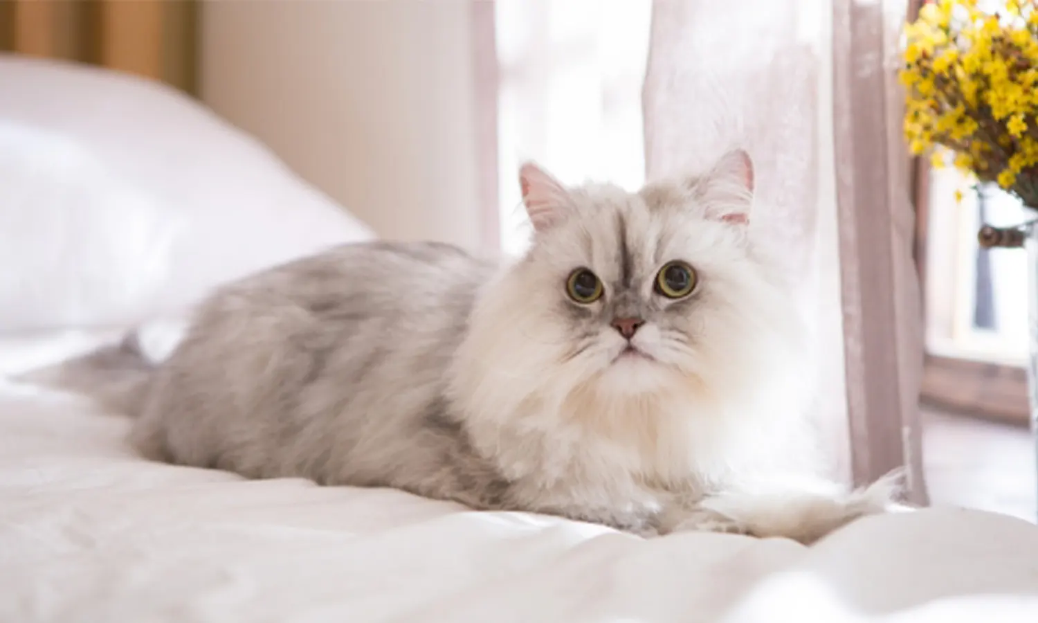 7 Jenis Kucing Lucu dan Menggemaskan yang Cocok untuk Dipelihara