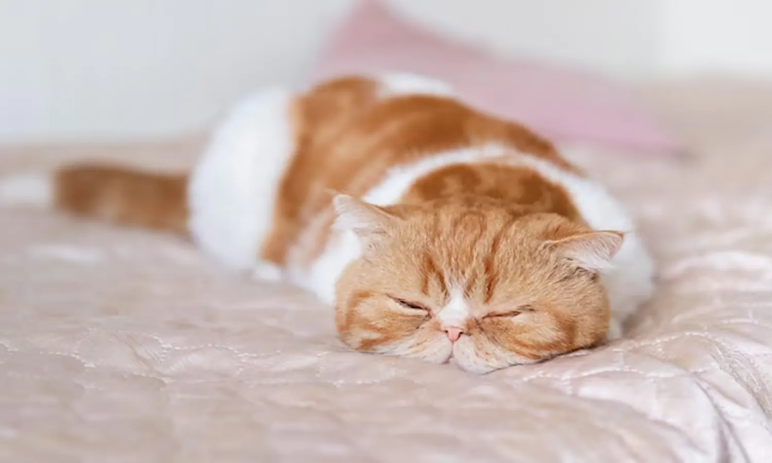 Mengetahui Alasan Kenapa Kucing Mendengkur dan Cara Mengatasinya
