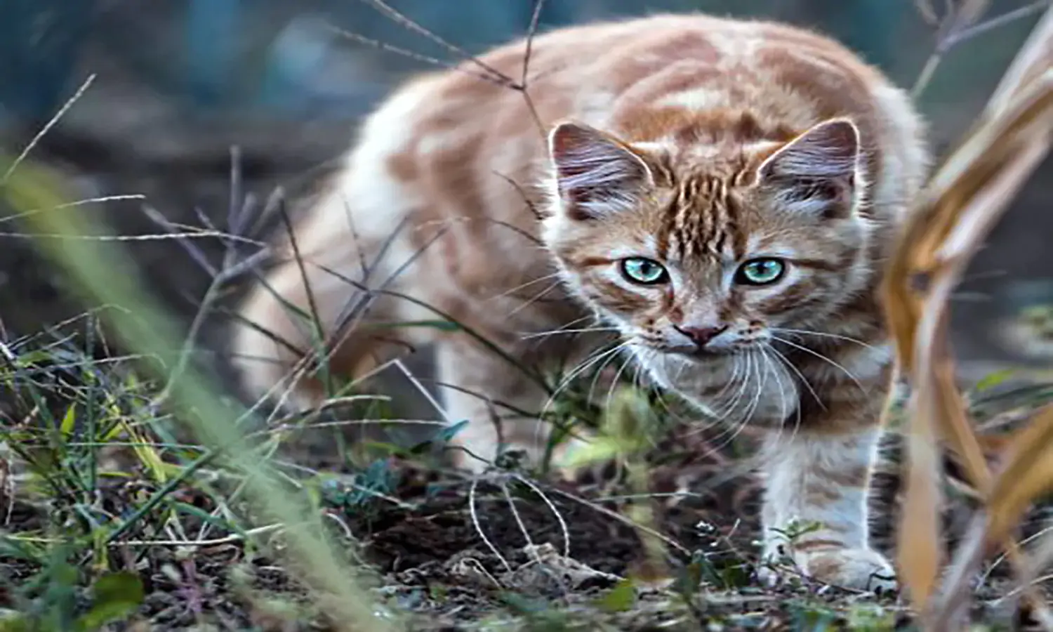Ini Alasan Mengapa Kucing Tidak Mengeluarkan Suara Saat Berjalan!