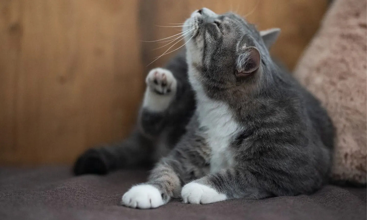 Simak 8 Cara Menghilangkan Kutu Kucing yang Bisa Kamu Lakukan Sendiri di Rumah!