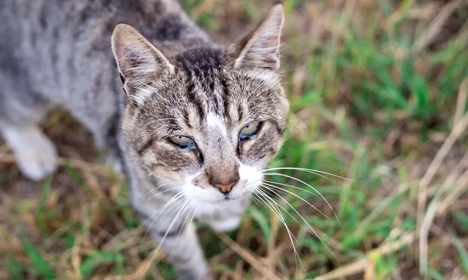 Kenapa Mata Kucing Berair dan Belekan? Ini 9 Penyebab serta Cara Mengobatinya yang Perlu Diketahui