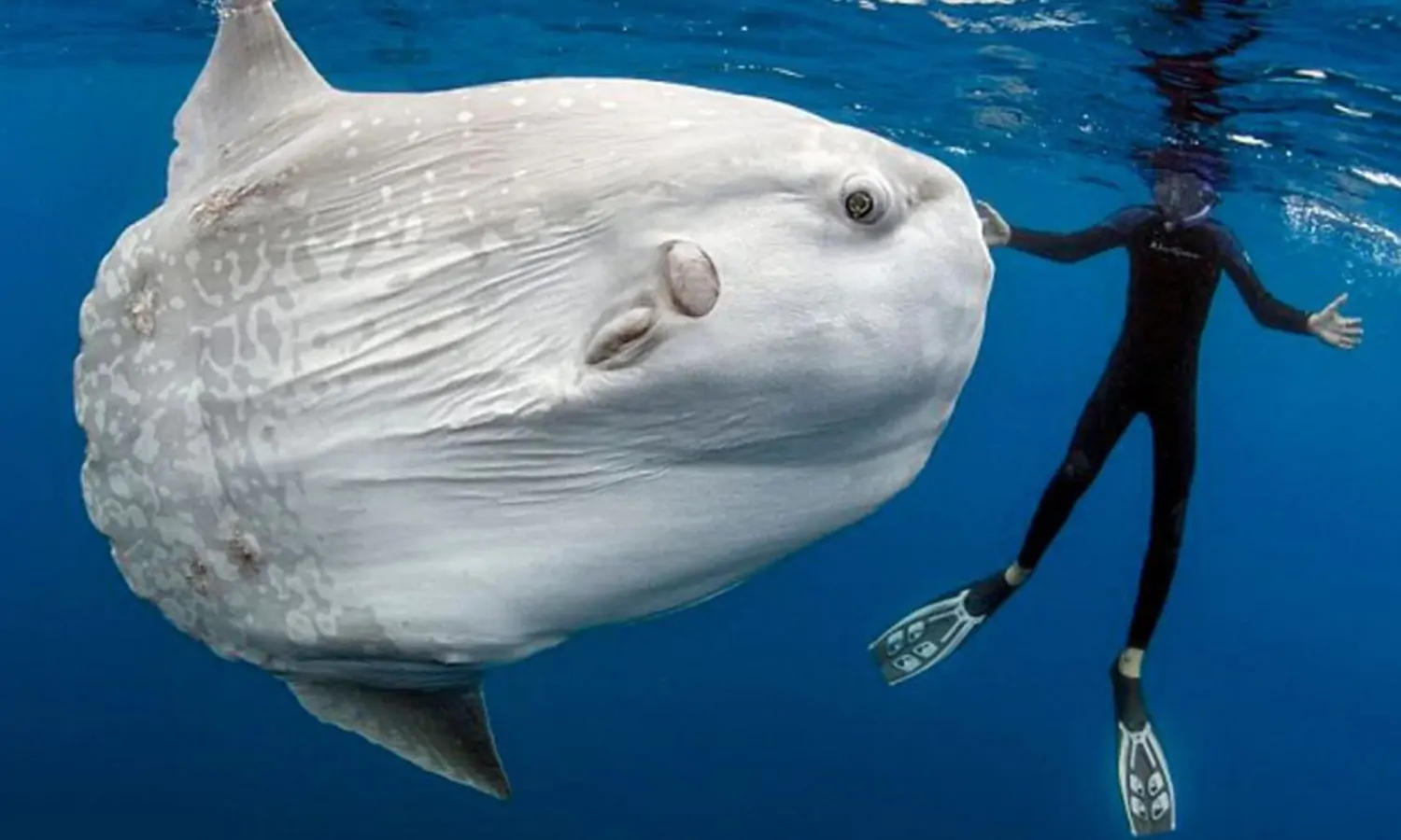 Capai Hingga Puluhan Ton, Inilah 10 Ikan Terbesar di Dunia