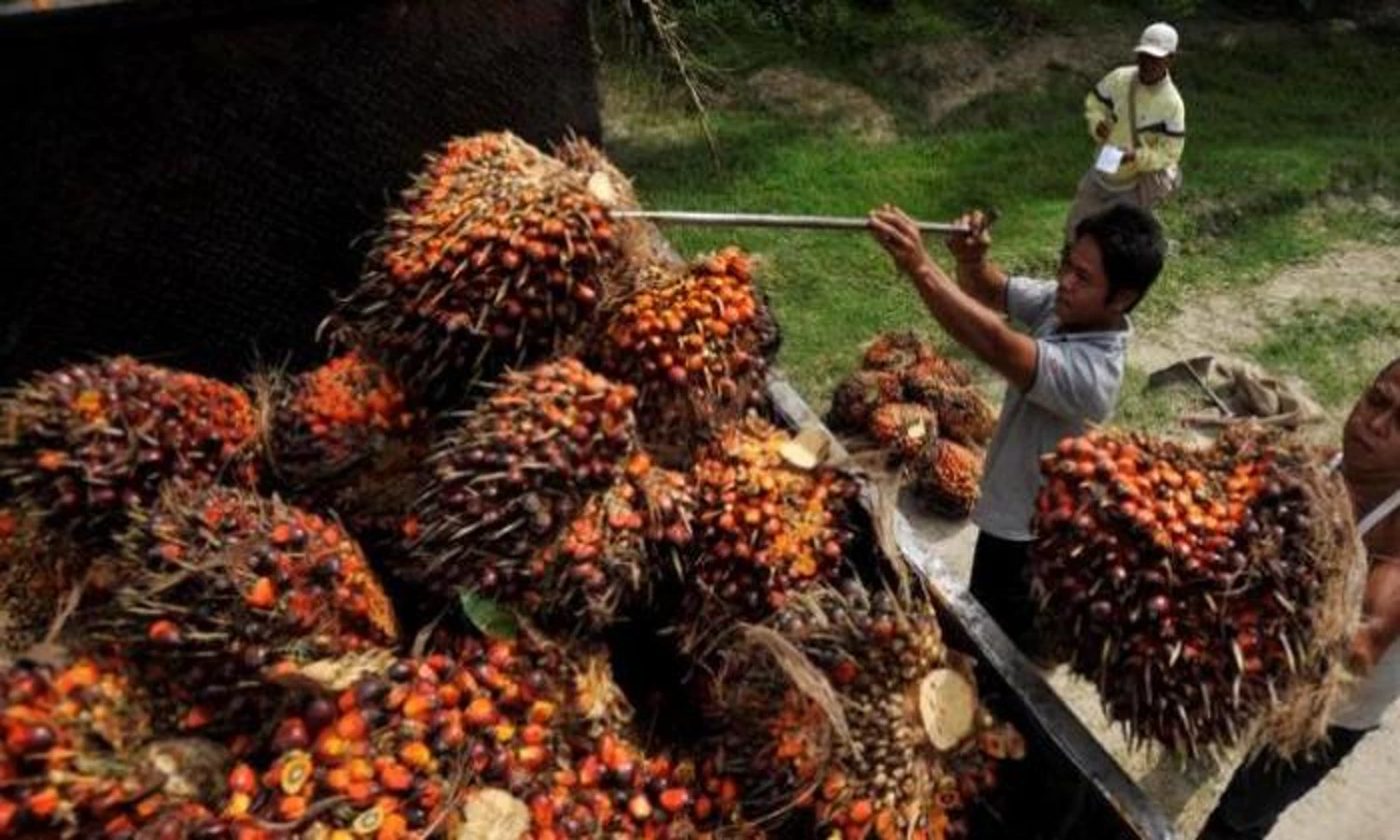 Harga TBS Sawit di Sumut Periode 13 -19 Juli 2022 Naik, Check Daftar Harganya