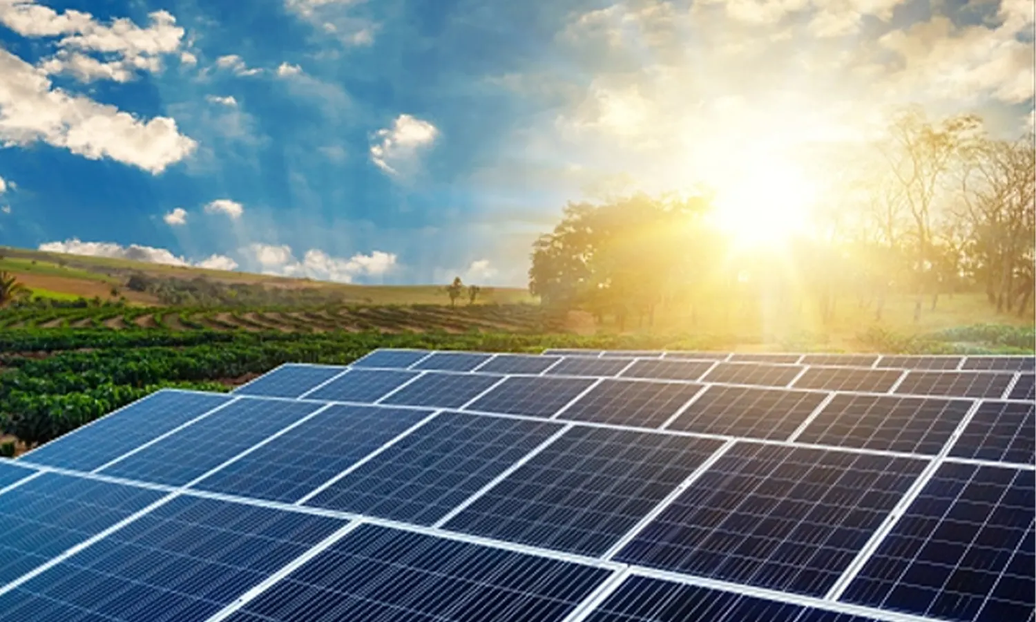 Simak! Ini Manfaat Energi Matahari Bagi Manusia, Hewan dan Tumbuhan