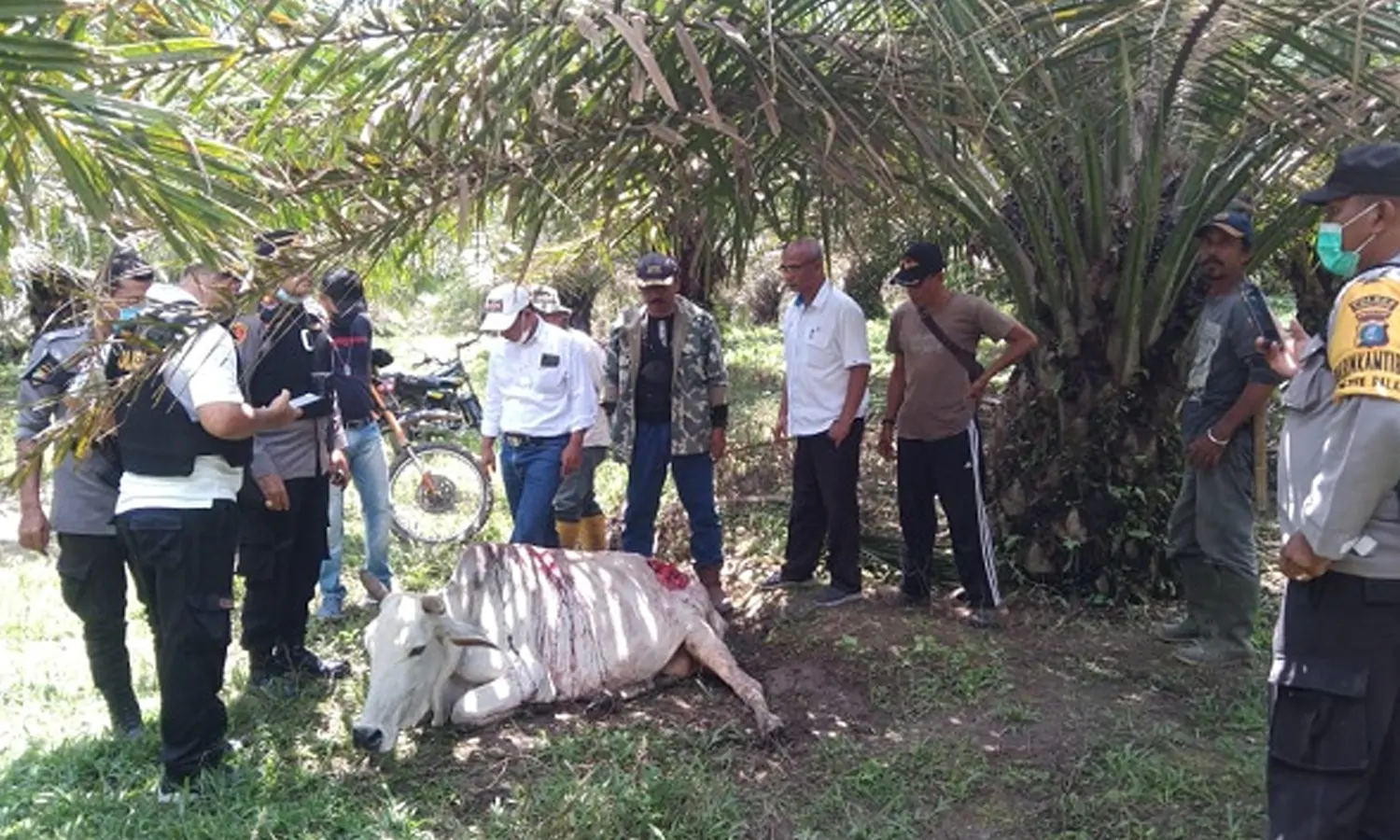 Harimau Masuk Permukiman dan Serang Ternak Warga di Simalungun