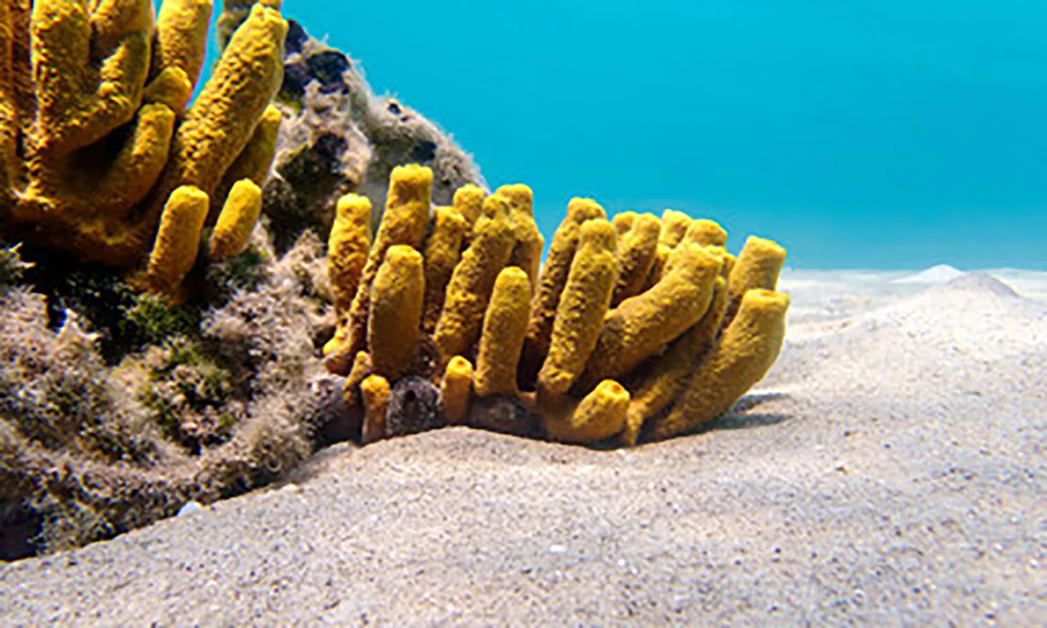 Apa itu Porifera? Ini Pengertian, Ciri, Struktur, Klasifikasi, Reproduksi dan Manfaatnya Bagi Kehidupan Manusia