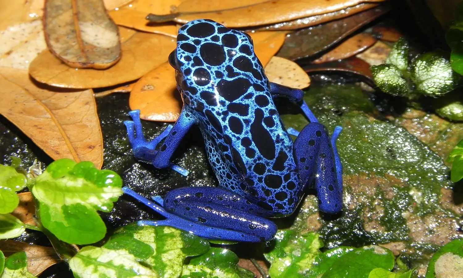 14 Jenis Katak Beracun dengan Warna nan Cantik, Lengkap dengan Ciri-cirinya