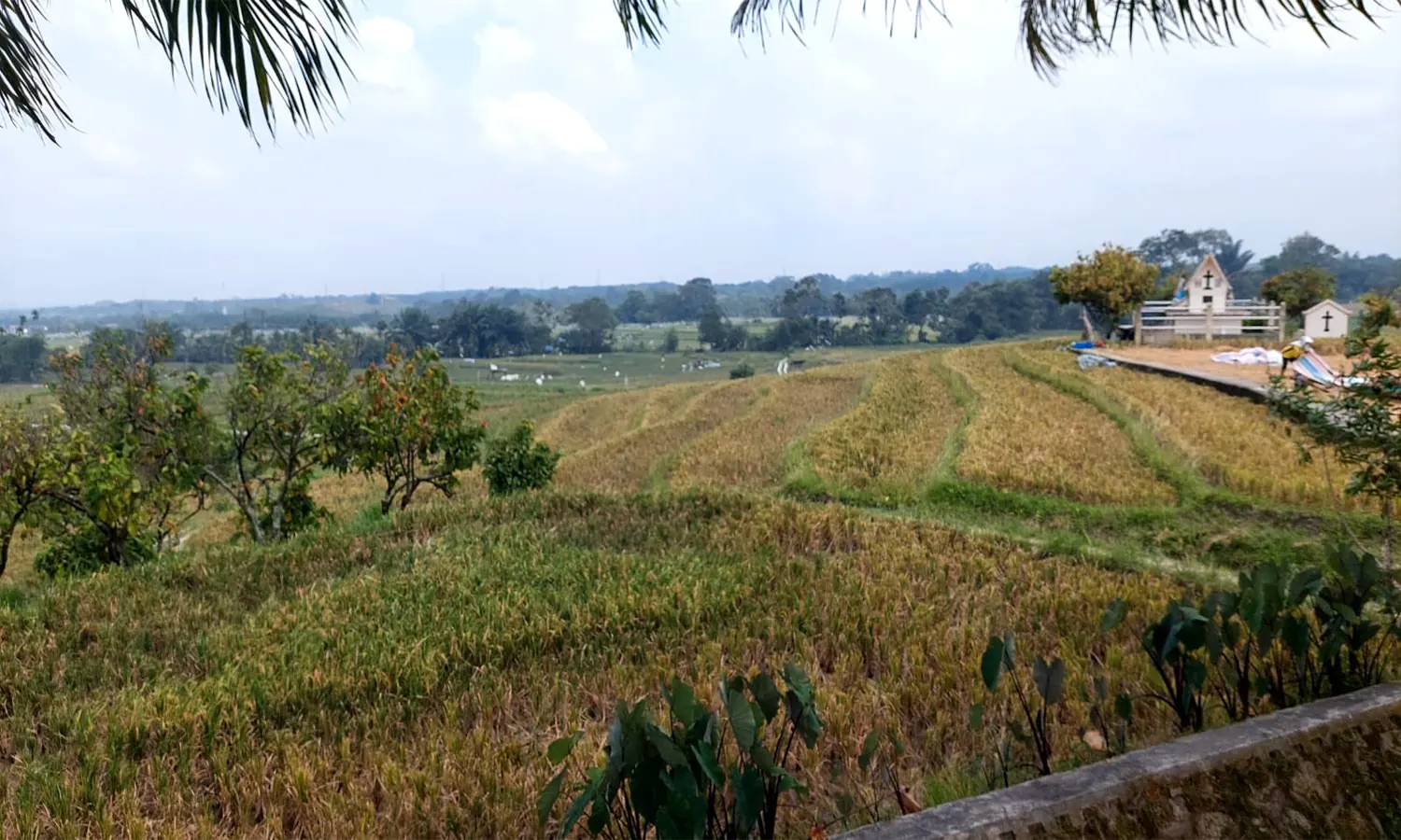 Hama Tikus Serang Perkebunan Jagung dan Padi di Simalungun