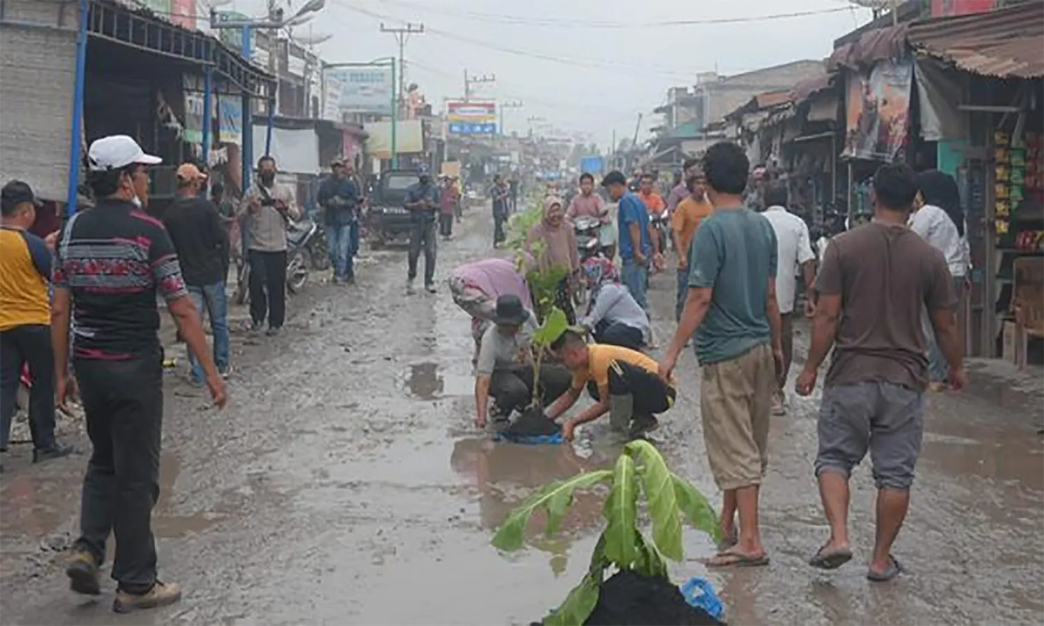 Unik! Warga Labuhanbatu Tanam 1.000 Pohon Sebagai Aksi Protes Jalan Rusak