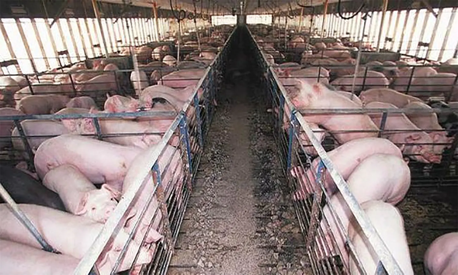 Flu Babi Menyerang, 2000 Babi di Medan dan Deli Serdang Mati Mendadak