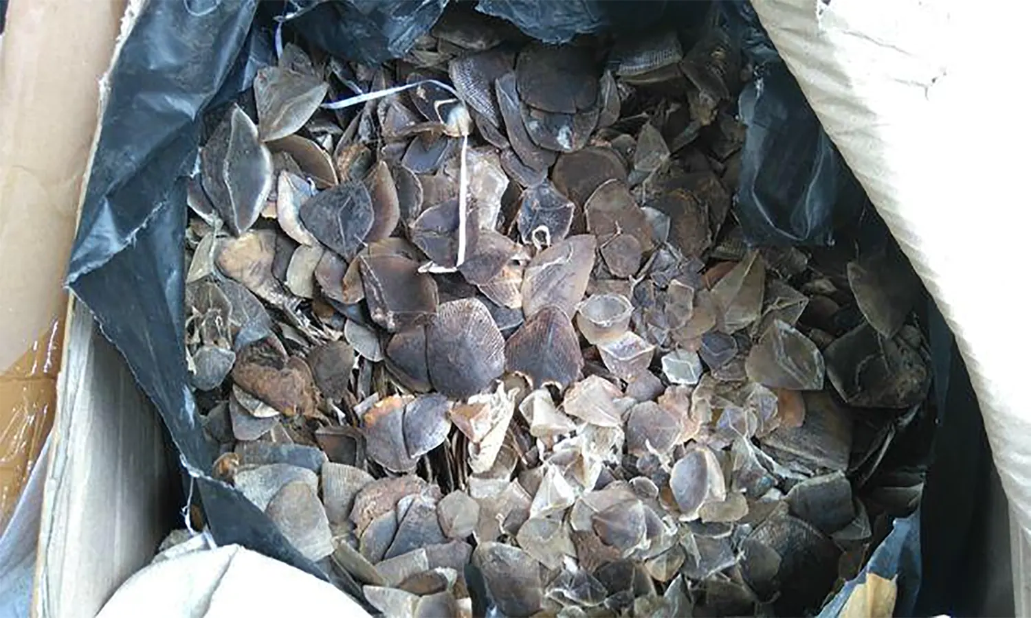 Jual 15 Kg Sisik Trenggiling, Polres Sibolga Tangkap Dua Pelaku