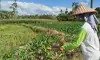 parboaboa