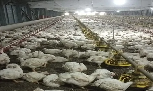 Harga Daging Ayam Turun, Bawang Putih Bertahan Mahal