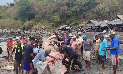 Tradisi Leva Nuang: Musim Berburu Ikan Paus di Lamalera Segera Dimulai
